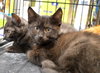 C27 Litter-Coal-ADOPTED