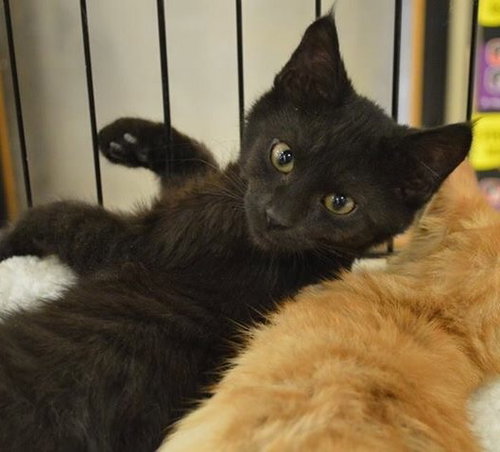 C27 Litter-Coal-ADOPTED