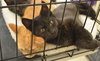 C27 Litter-Coal-ADOPTED