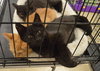C27 Litter-Coal-ADOPTED