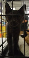 C27 Litter-Coal-ADOPTED