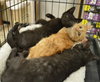C27 Litter-Coal-ADOPTED