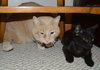 C27 Litter-Coal-ADOPTED
