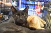 C27 Litter-Coal-ADOPTED