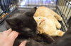 C27 Litter-Coal-ADOPTED