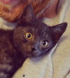 C27 Litter-Cratchit-ADOPTION PENDING