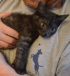 C27 Litter-Cratchit-ADOPTION PENDING