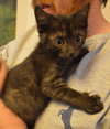 C27 Litter-Cratchit-ADOPTION PENDING