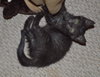 C27 Litter-Cratchit-ADOPTION PENDING