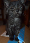C27 Litter-Cratchit-ADOPTION PENDING