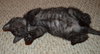 C27 Litter-Cratchit-ADOPTION PENDING