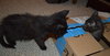 C27 Litter-Cratchit-ADOPTION PENDING
