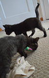 C27 Litter-Cratchit-ADOPTION PENDING