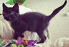 C27 Litter-Cratchit-ADOPTION PENDING