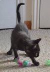 C27 Litter-Cratchit-ADOPTION PENDING