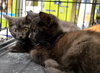 C27 Litter-Cratchit-ADOPTION PENDING