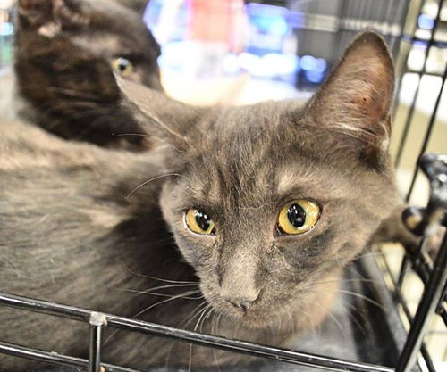 C27 Litter-Cratchit-ADOPTION PENDING