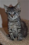 C27 Litter-Tiny Tim-ADOPTED