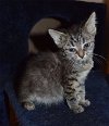 C27 Litter-Tiny Tim-ADOPTED