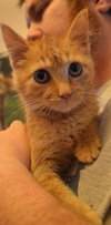 C28 Litter-Pumpkin Spice-ADOPTED