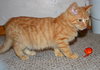 C28 Litter-Pumpkin Spice-ADOPTED