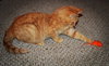 C28 Litter-Pumpkin Spice-ADOPTED