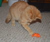 C28 Litter-Pumpkin Spice-ADOPTED