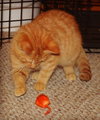 C28 Litter-Pumpkin Spice-ADOPTED