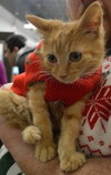 C28 Litter-Pumpkin Spice-ADOPTED