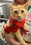 C28 Litter-Pumpkin Spice-ADOPTED