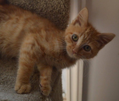 C28 Litter-Pumpkin Spice-ADOPTED