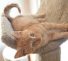 C28 Litter-Pumpkin Spice-ADOPTED
