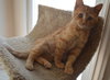C28 Litter-Pumpkin Spice-ADOPTED