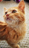C28 Litter-Pumpkin Spice-ADOPTED