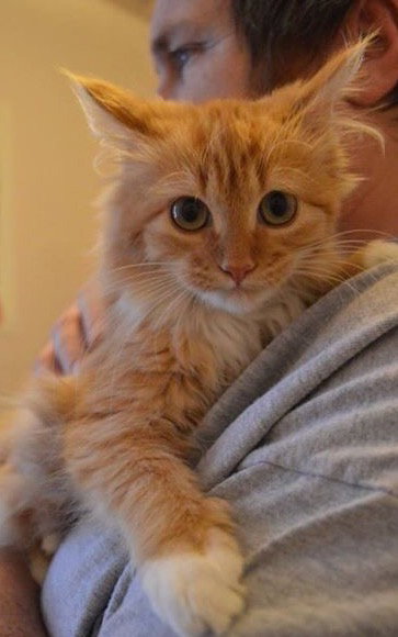 C28 Litter-Ginger Snap-ADOPTED