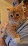 C28 Litter-Ginger Snap-ADOPTED