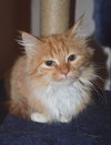 C28 Litter-Ginger Snap-ADOPTED