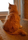 C28 Litter-Ginger Snap-ADOPTED