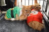 C28 Litter-Ginger Snap-ADOPTED