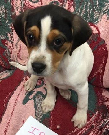 D13 Litter-Lilo-ADOPTED