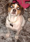 D13 Litter-Lilo-ADOPTED