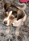 D13 Litter-Lilo-ADOPTED