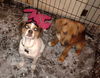D13 Litter-Lilo-ADOPTED