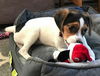 D13 Litter-Lilo-ADOPTED