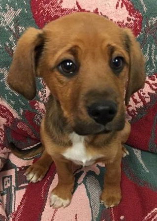D13 Litter-Stitch-ADOPTED