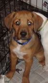 D13 Litter-Stitch-ADOPTED
