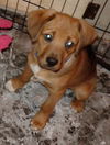 D13 Litter-Stitch-ADOPTED