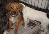 D13 Litter-Stitch-ADOPTED
