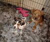 D13 Litter-Stitch-ADOPTED