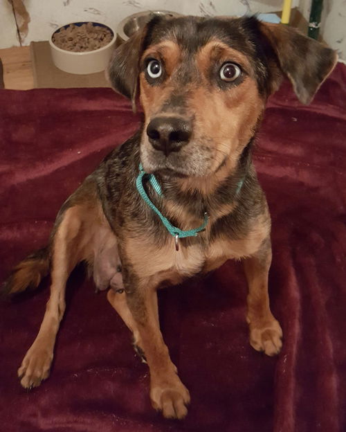 D14 Litter-Daisy (Mom)-ADOPTED